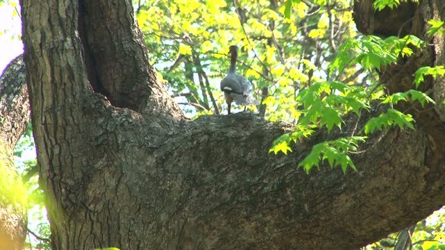 樹上のカワアイサ