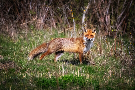 Seitliche Ansicht von einem Rotfuchs auf einer Lichtung im Wald