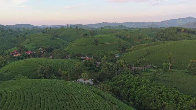 Aerial view of long coc tea hills in vietnam at sunrise