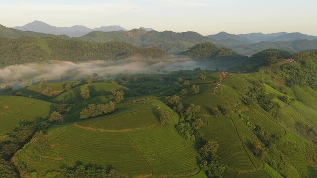 Scenic sunrise over long coc tea hills in vietnam
