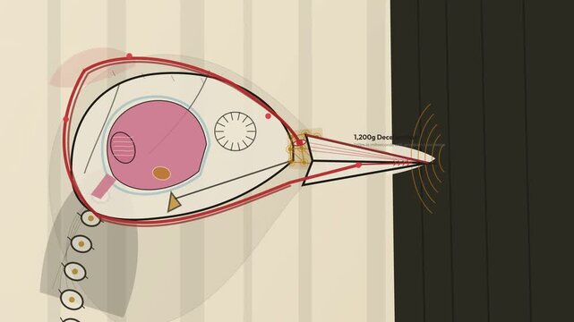 Animation of the anatomical shock absorption mechanisms in a woodpecker head, detailing the hyoid sling, spongy bone damper, and kinetic dissipator protecting the brain from impact force