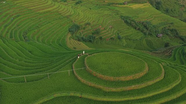 Aerial view of mam xoi viewpoint rice terraces in mu cang chai