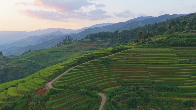 Drone flying over green rice terraces in mu cang chai, vietnam at sunset