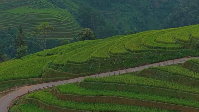 Green rice terraces landscape in mu cang chai at sunset