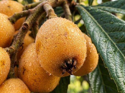 Fresh ripe loquat fruits hanging on a tree branch with green leaves