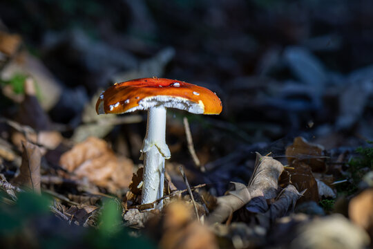 mushrooms looking in the Austrian Alps