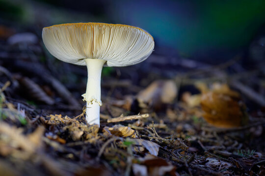 mushrooms looking in the Austrian Alps