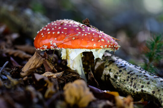 mushrooms looking in the Austrian Alps