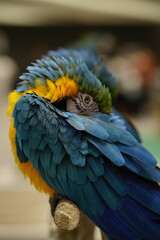 blue and yellow macaw sleep between mini zoo © Apisit