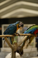 blue and yellow macaw © Apisit
