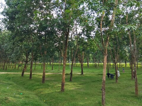 Rubber trees garden with natural scene.