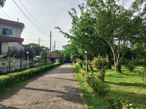 Beautiful Street with Green Trees View