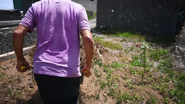 Rear view of a man wearing rubber boots pushing a wheelbarrow filled with weeds and dry vegetation along a rural path. Agricultural maintenance, manual labor and traditional gardening.