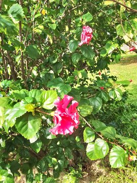 pink rose in the garden