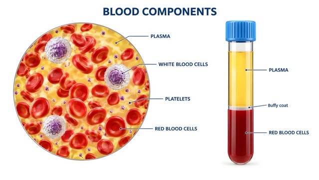 Blood Components and Their Functions in Human Blood