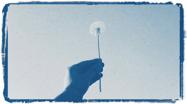 Cyanotype botanical art featuring human hand holding single white dandelion clock in prussian blue aesthetic style