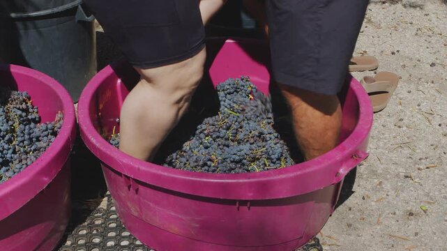 Barefoot grape stomping during traditional winemaking process. Close up of legs crushing red wine grapes in a tub.