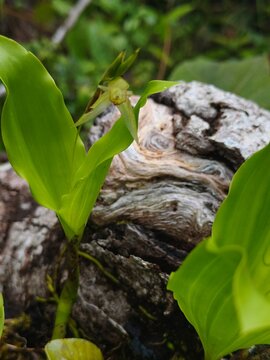 green orchids that thrive in the tropical forests of Sumatra