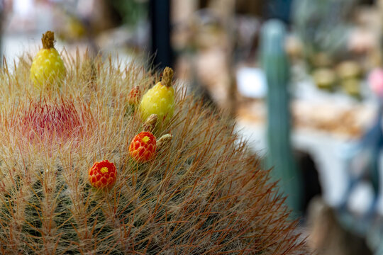 Close-up of a blooming barrel cactus Parodia or Ferocactus with bright orange flowers and yellow fruits on a spiky crown.
