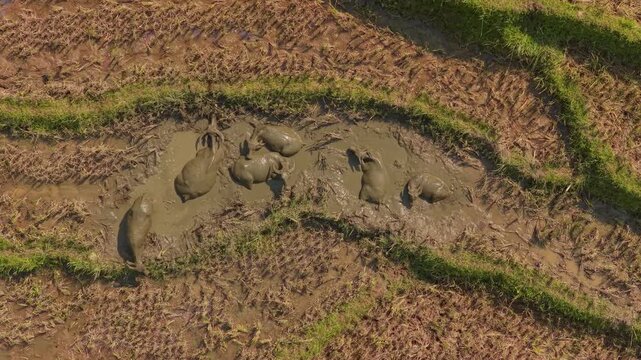 Aerial top view of water buffalo wallowing in muddy rice fields