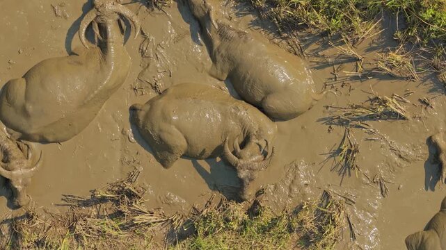 Water buffaloes enjoying a mud bath in sapa, vietnam