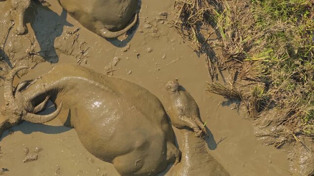 Water buffaloes resting and bathing in a muddy paddy field