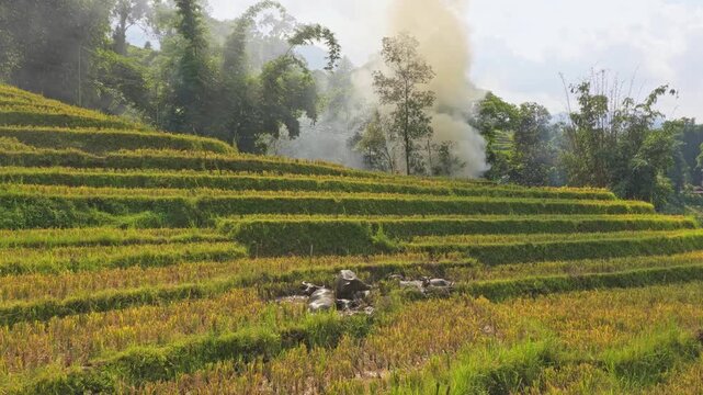 Water buffaloes resting in muddy sapa rice terraces