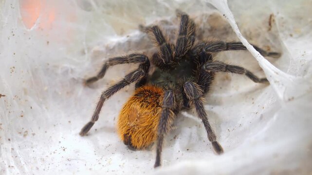 Tarantula spider sits calmly within its web. Its hairy body shines under natural light. Bright orange markings appear on its abdomen. Webbing spreads across the background surface