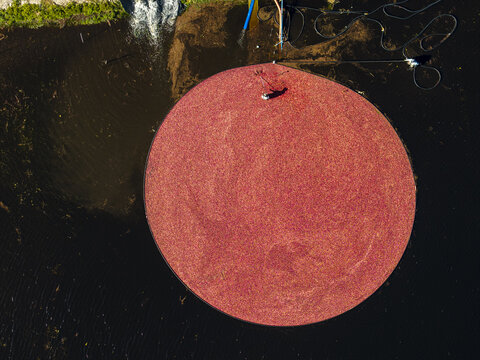 Aerial view of a large circular patch of floating red cranberries in a dark pond at Bensons Pond Cranberries and Barn in Middleborough, Massachusetts, United States.