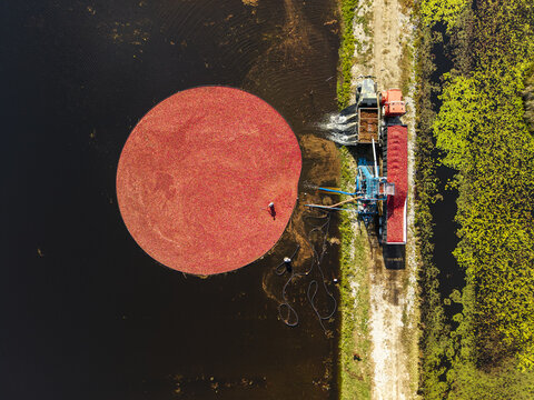 Aerial view of Bensons Pond Cranberries and Barn showing a large circular patch of floating red cranberries being harvested in a flooded bog in Middleborough, Massachusetts, United States.
