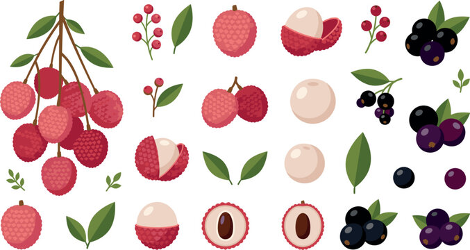 Vector collection of fresh lychee fruits, peeled litchi with seeds, and dark blackcurrant berries isolated on white background for organic food design