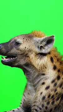 Side profile view of a wild hyena laughing and shaking its head isolated on a bright green background