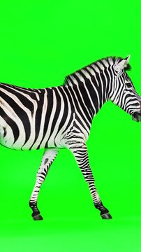 Side view of a zebra walking in a continuous seamless loop cycle on a solid green screen background