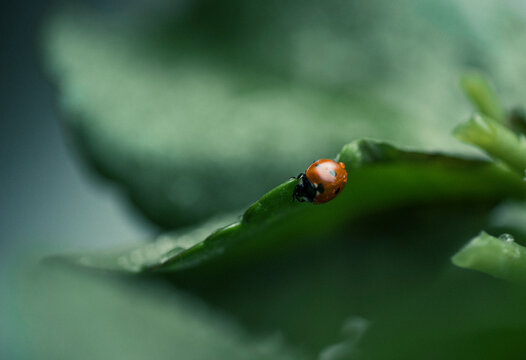 Wet ladybug on a leaf