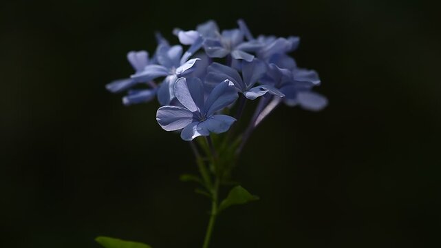 Branch cape leadwort or Plumbago auriculata flowers on natural background.