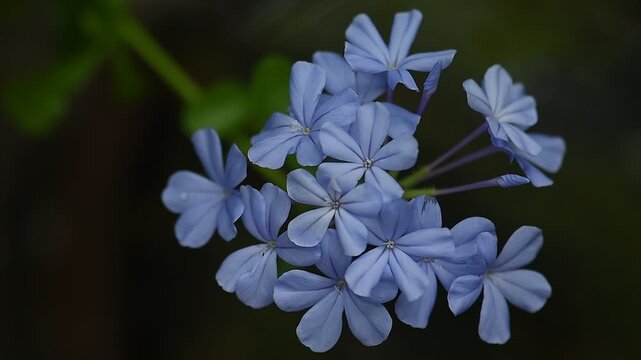 Branch cape leadwort or Plumbago auriculata flowers on natural background.top view.