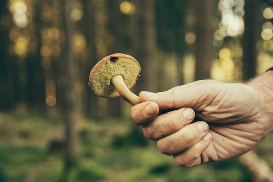 Mature man showing bay bolete mushroom, boletus badius