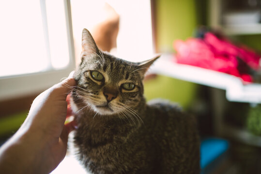Hand of man stroking tabby cat
