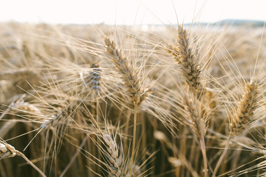 Close-up of ripe golden wheat field ready for harvest outdoors