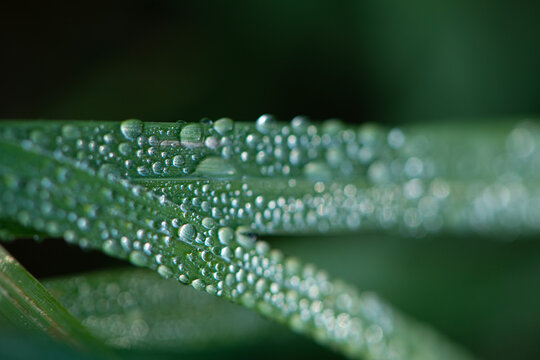 Dew drops resting on blades of grass or other vegetation have been captured using extreme close-up (macro) photography. Water droplets on the plants in the morning light.