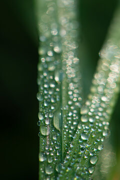 Dew drops resting on blades of grass or other vegetation have been captured using extreme close-up (macro) photography. Water droplets on the plants in the morning light.