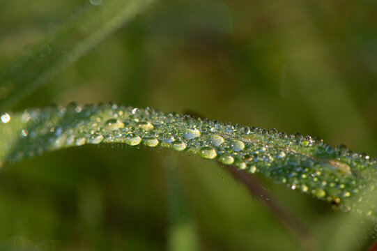 Dew drops resting on blades of grass or other vegetation have been captured using extreme close-up (macro) photography. Water droplets on the plants in the morning light.