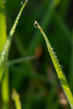 Dew drops resting on blades of grass or other vegetation have been captured using extreme close-up (macro) photography. Water droplets on the plants in the morning light.