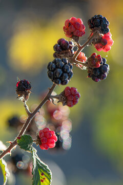 Wild blackberry. The photograph shows a close-up (macro) view of ripening blackberry (*Rubus fruticosus*) fruits on the branch.