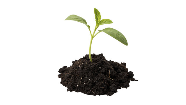 A small young green plant sprout growing from dark soil heap isolated on white background