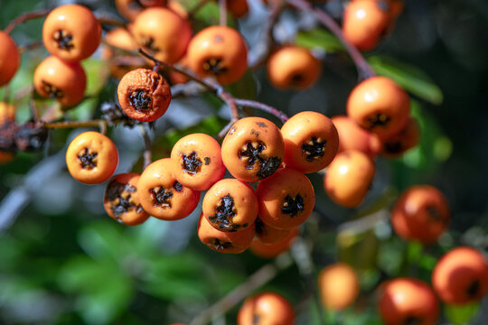 It is a shrub-like plant commonly known as Firethorn (Latin name: *Pyracantha*).