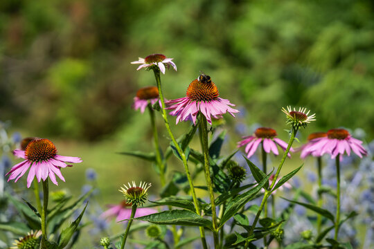 Echinacea purpurea, purple coneflower with pink-purple drooping ray florets and distinctive raised orange-brown central cones. Blooming among green foliage, these summer flowers attract pollinators.