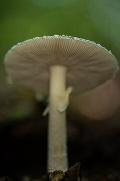 A young wild mushroom of an *Amanita* species (Amanitaceae family) is seen growing on the moist soil of the forest floor. Forest mushroom.
