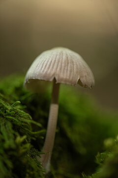 A young wild mushroom of an *Amanita* species (Amanitaceae family) is seen growing on the moist soil of the forest floor. Forest mushroom.
