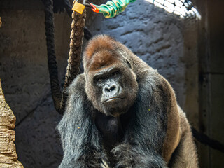 Gorilla silverback primate sitting with intense gaze © Paul